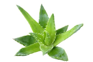 aloe-vera